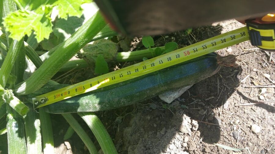 A courgette challenge