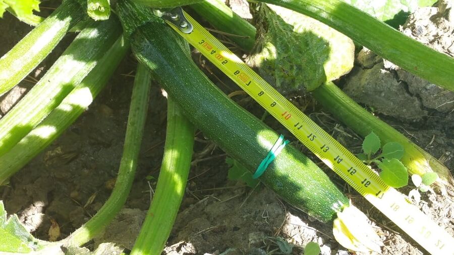 A courgette challenge