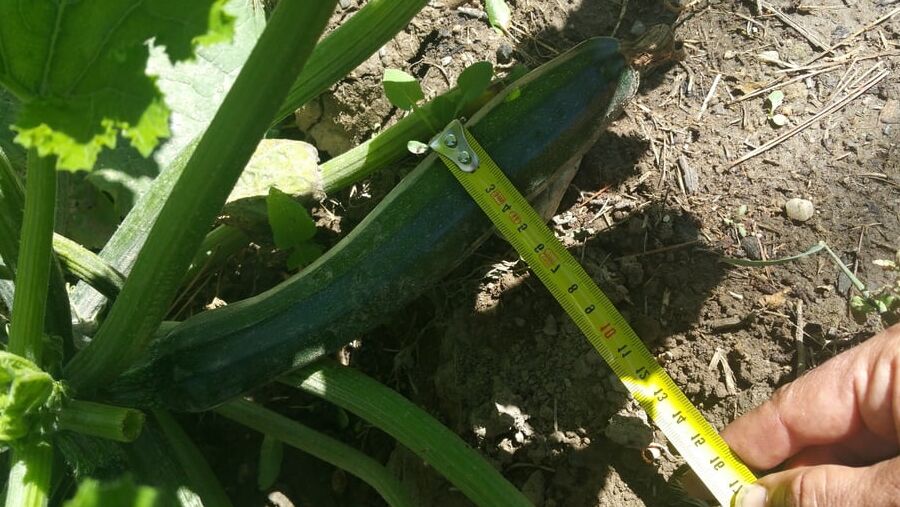 A courgette challenge