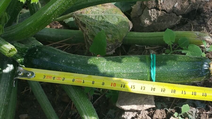 A courgette challenge