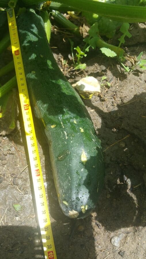 A courgette challenge