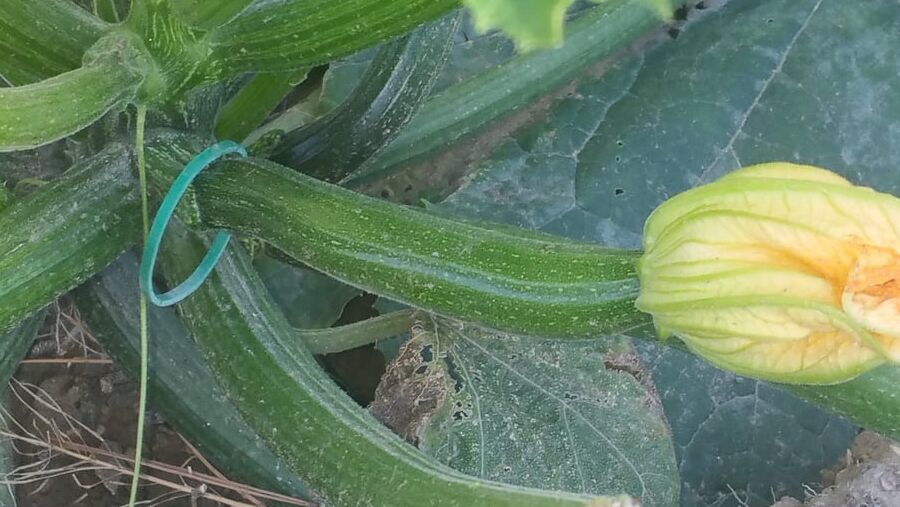 A courgette challenge