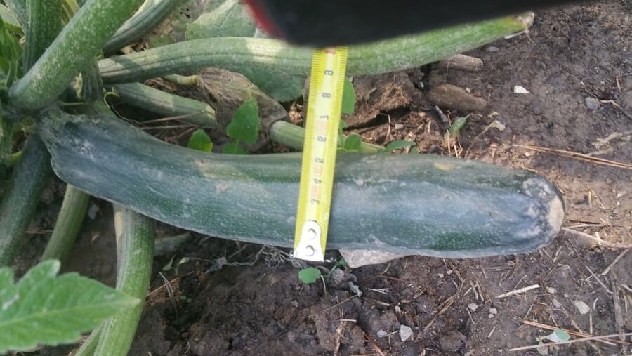 A courgette challenge