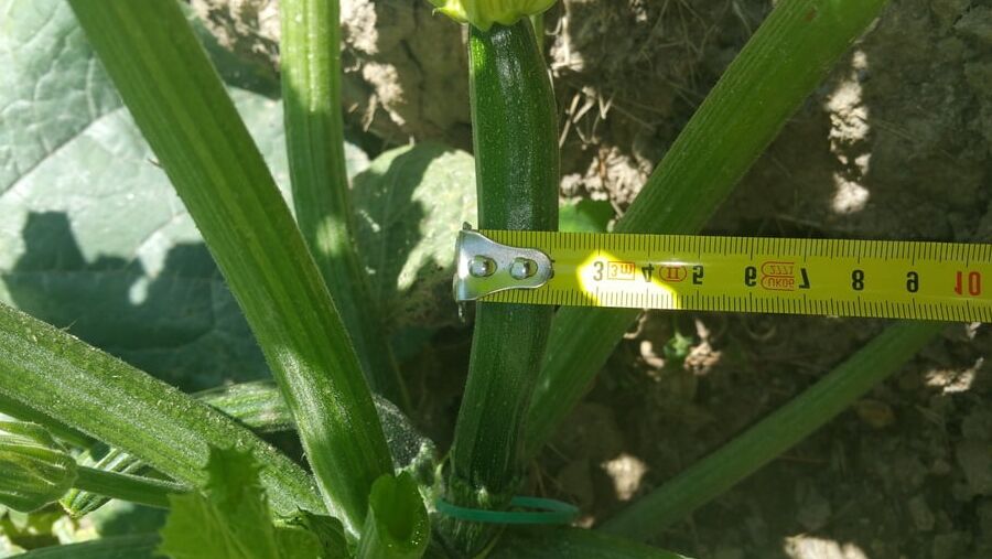 A courgette challenge