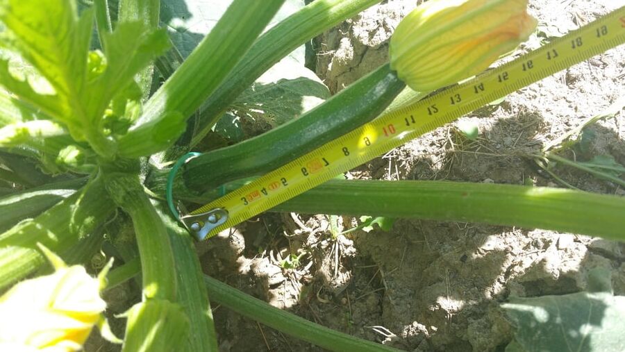 A courgette challenge