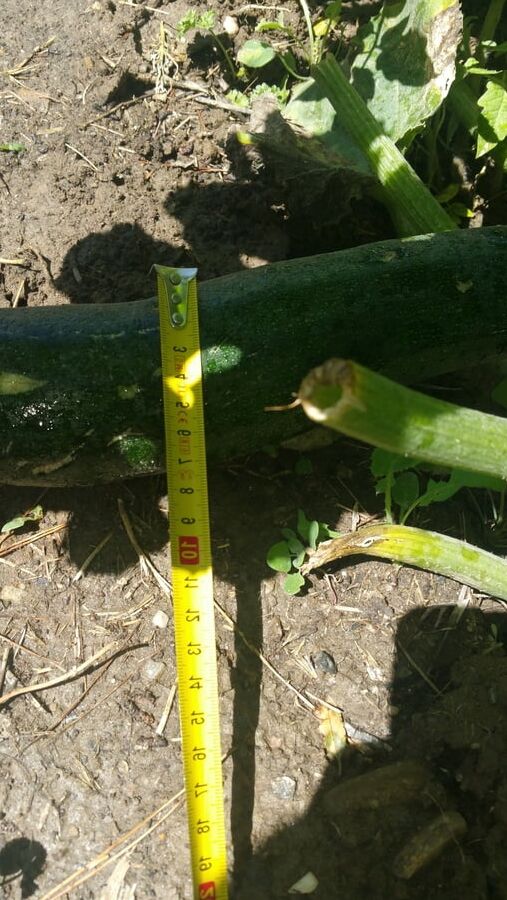 A courgette challenge