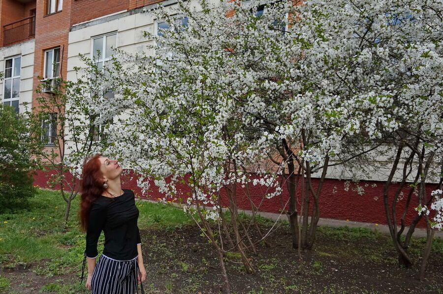 In white cherry-flowers