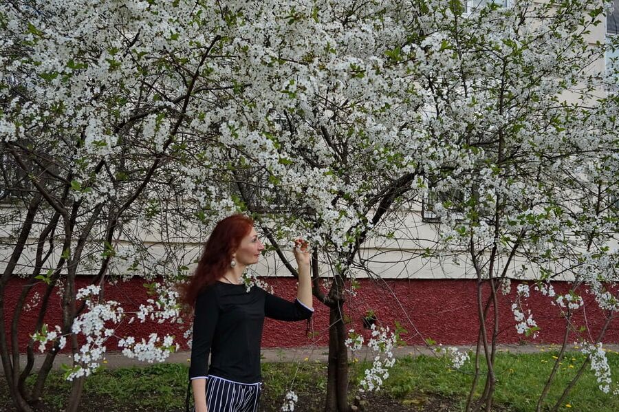 In white cherry-flowers