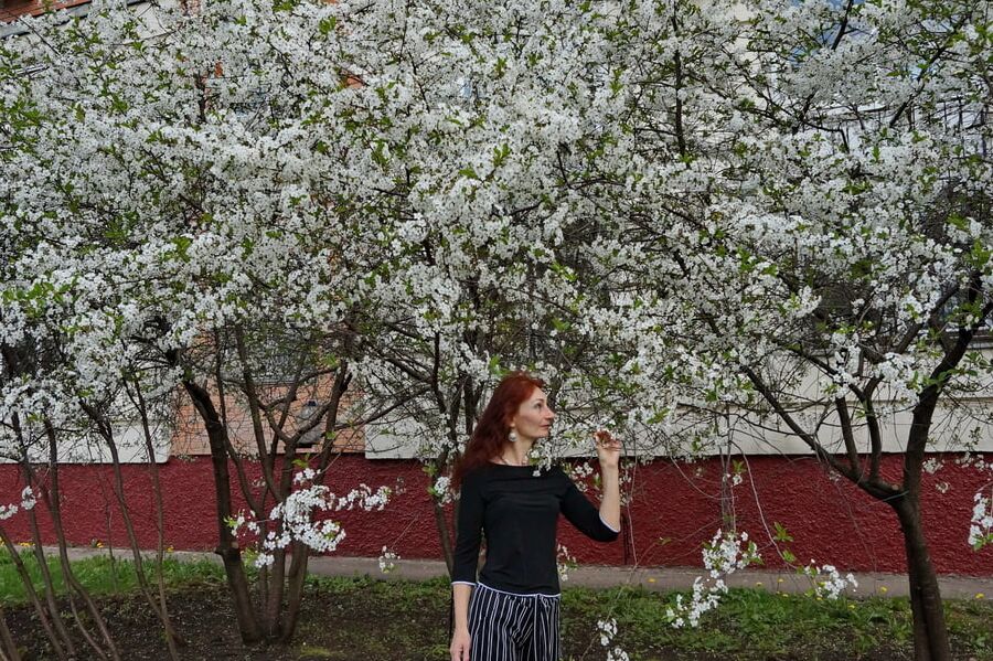 In white cherry-flowers