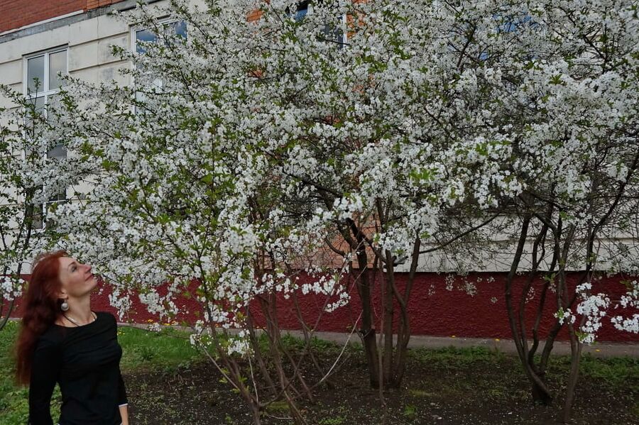In white cherry-flowers