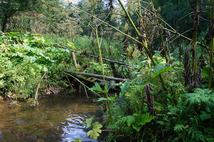 On Ford from Scherbikha river