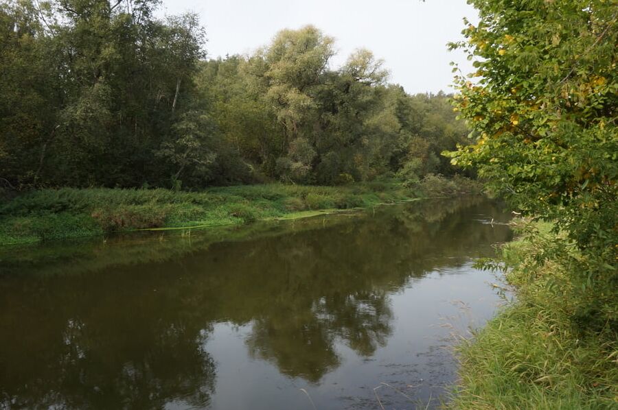 Under the River near tree