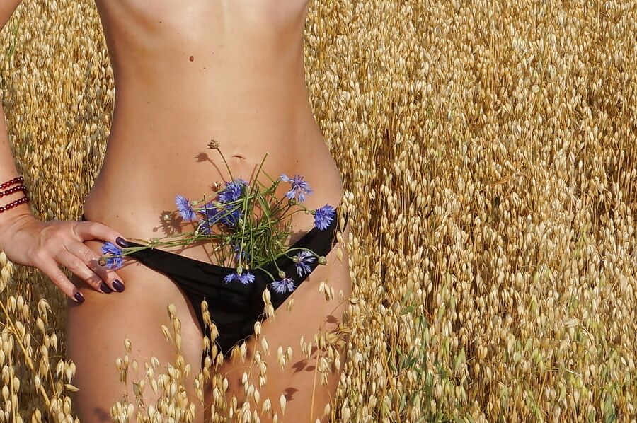 In evening field with bluebottle