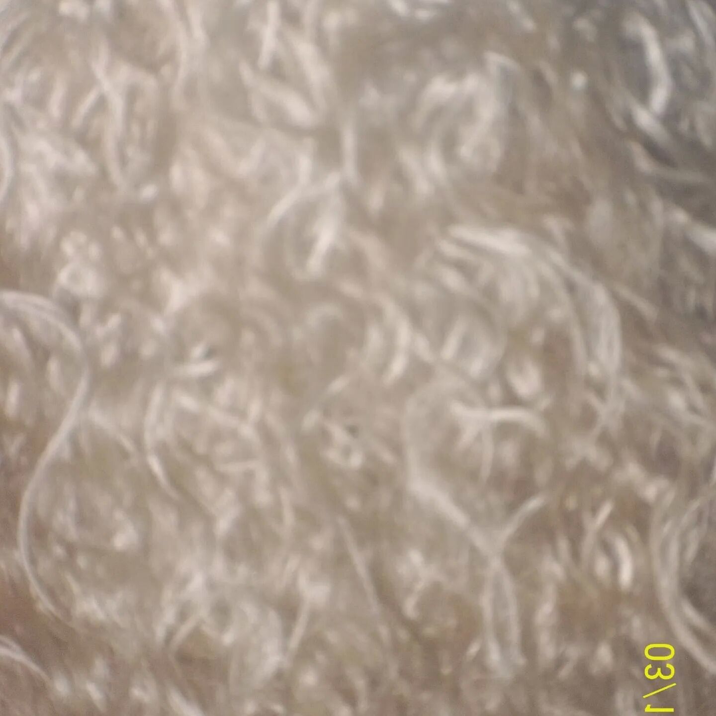 SHIRLEY SLUT 288