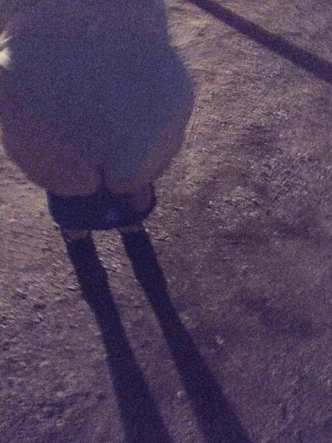 Dixie ass part 2