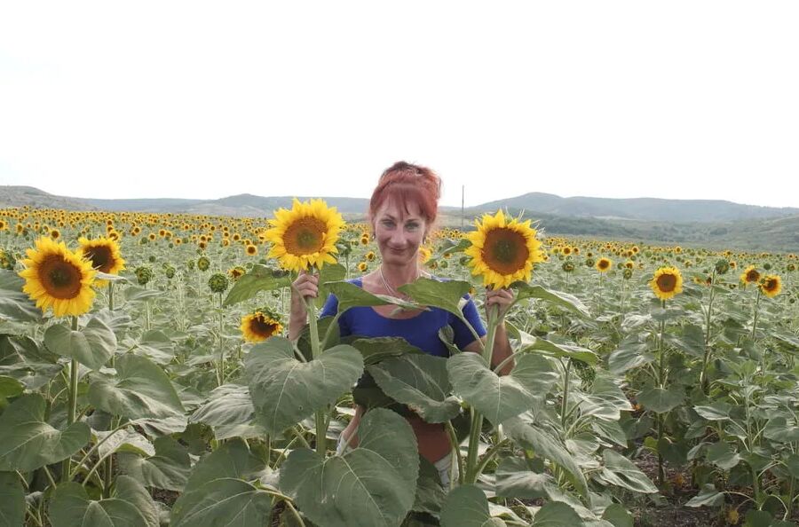 Sunflowers