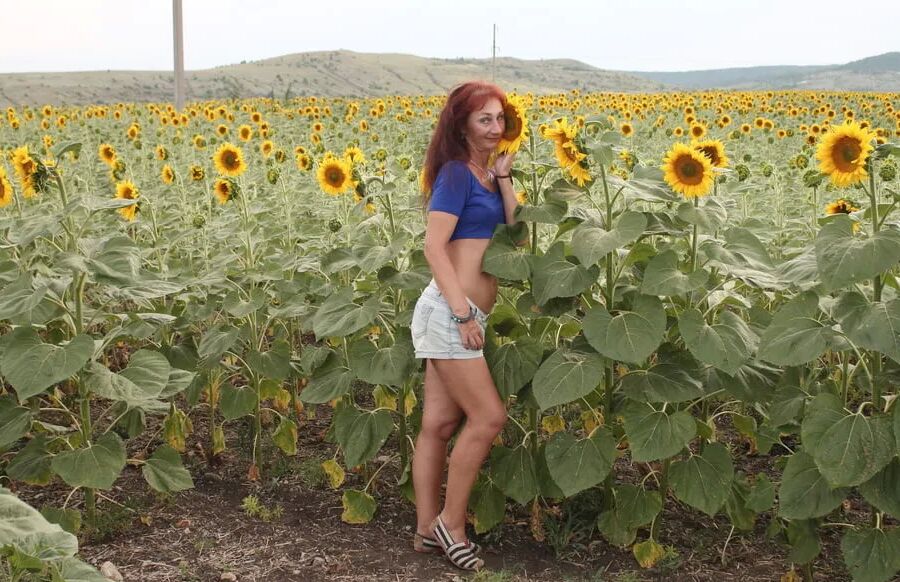 Sunflowers