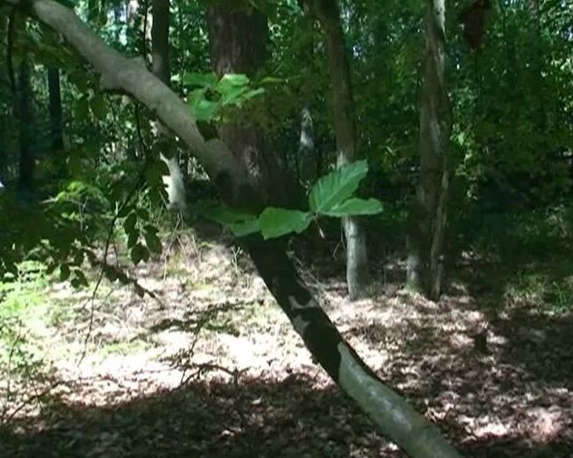 Voyeur - Masturbating In Forest