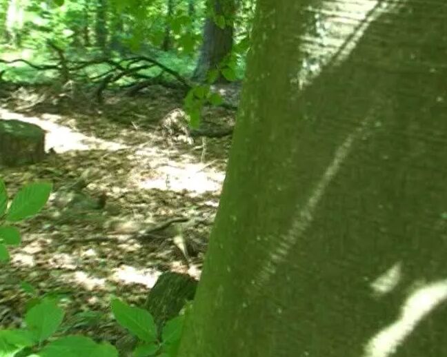 Voyeur - Masturbating In Forest