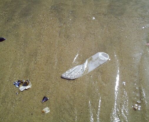 Coney Island Whitefish