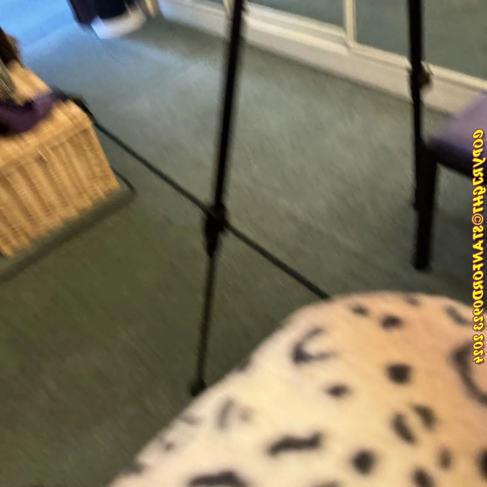 SHIRLEY HIPPY SLUT - 105 Pics