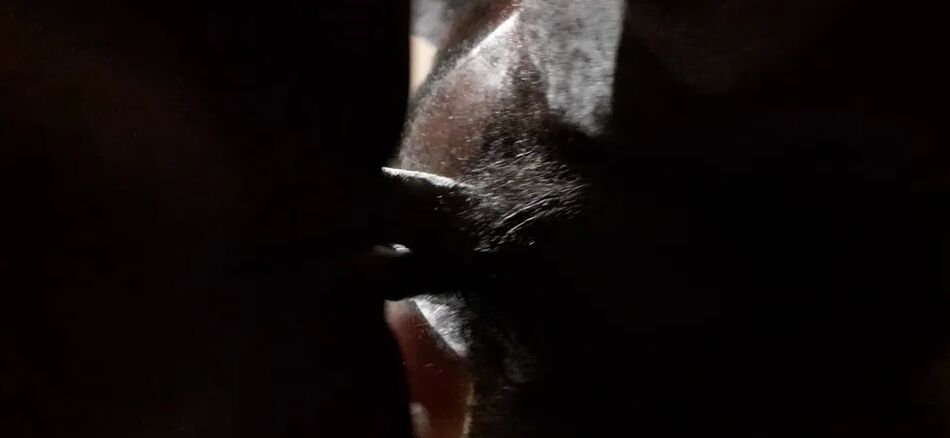 20 Pics Real homemade Amateur Ebony Pussy