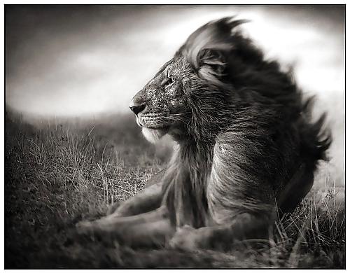 6P Africa, my love 