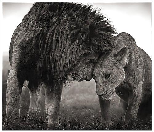 6P Africa, my love 