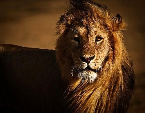 6P Africa, my love 