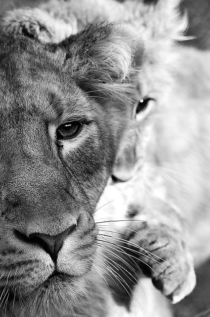 6P Africa, my love 