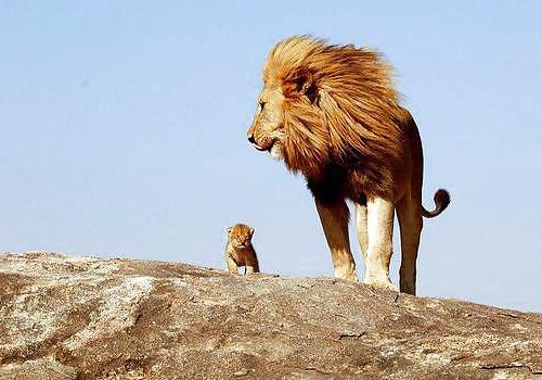 6P Africa, my love 