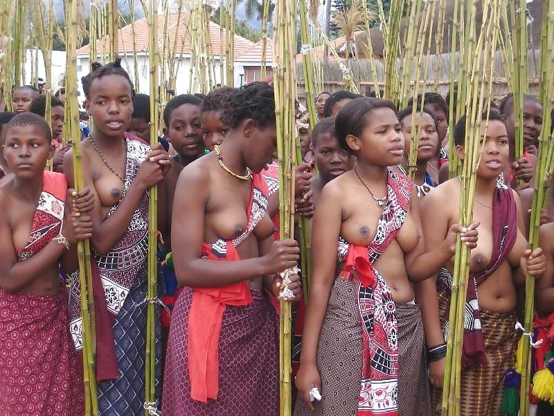 25P African tits 3