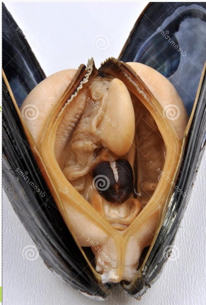 11P Enquete sur les moules
