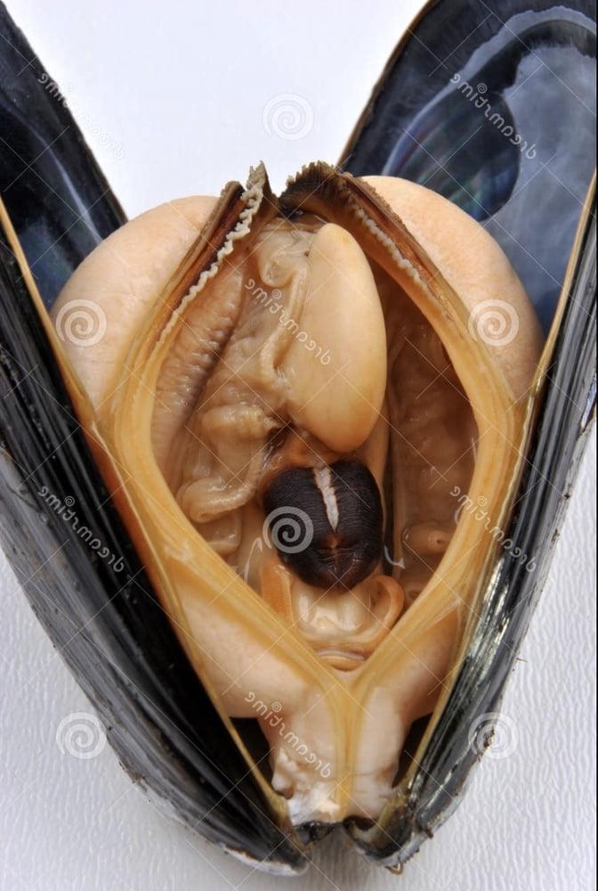 11P Enquete sur les moules