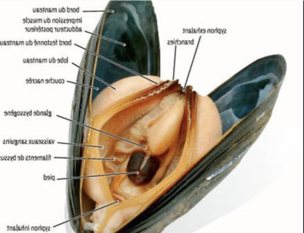 11P Enquete sur les moules