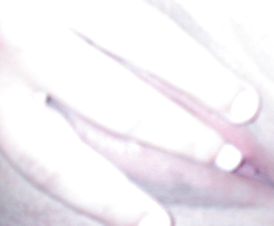 25P Pretty Amateur Teen Nadia