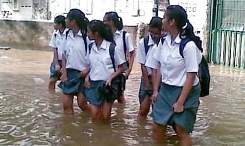 25P Indian Chicks