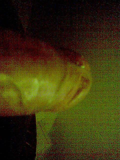 4P My dick, with mobile phone