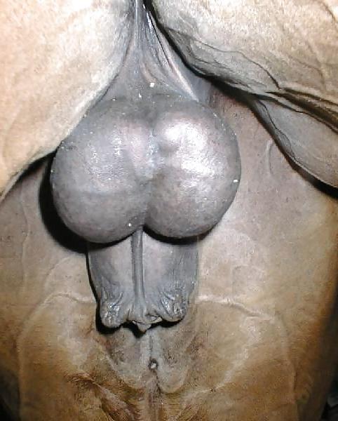 7P My dick