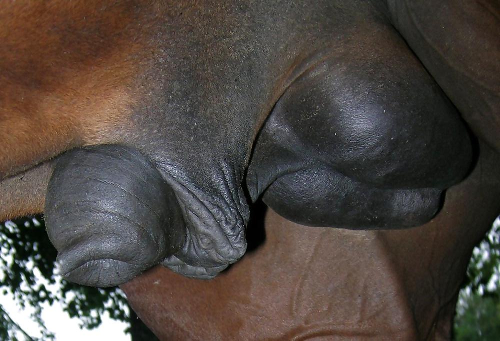 7P My dick