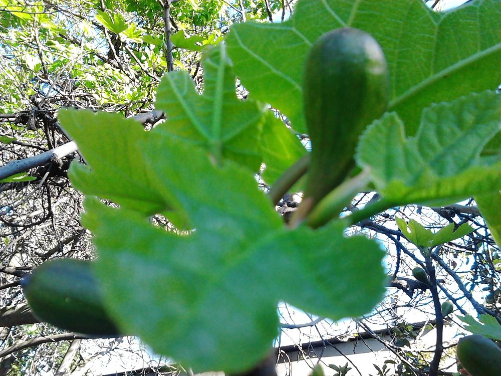 6P After flowering, are fruits, in my garden frutas del jardin