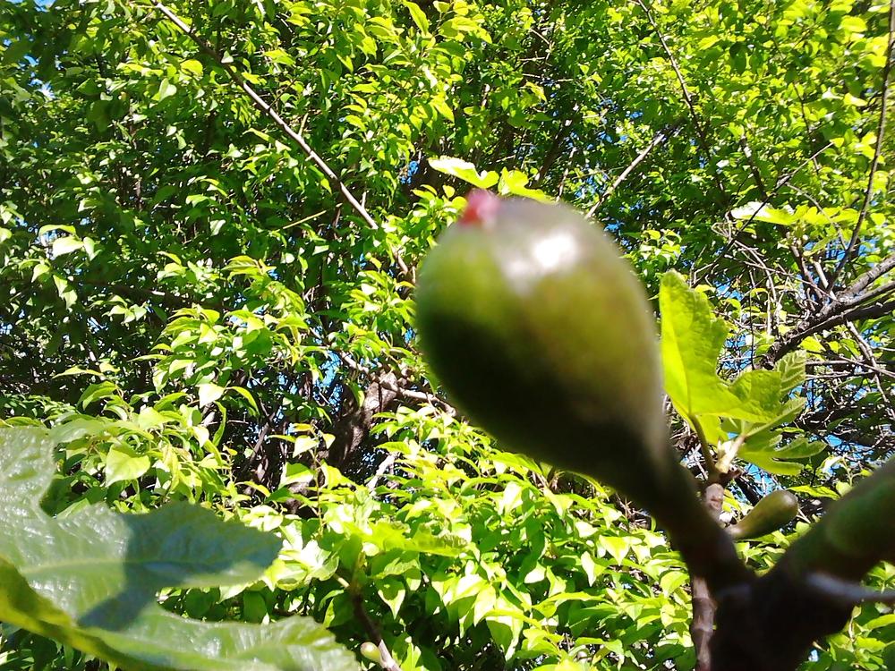 6P After flowering, are fruits, in my garden frutas del jardin