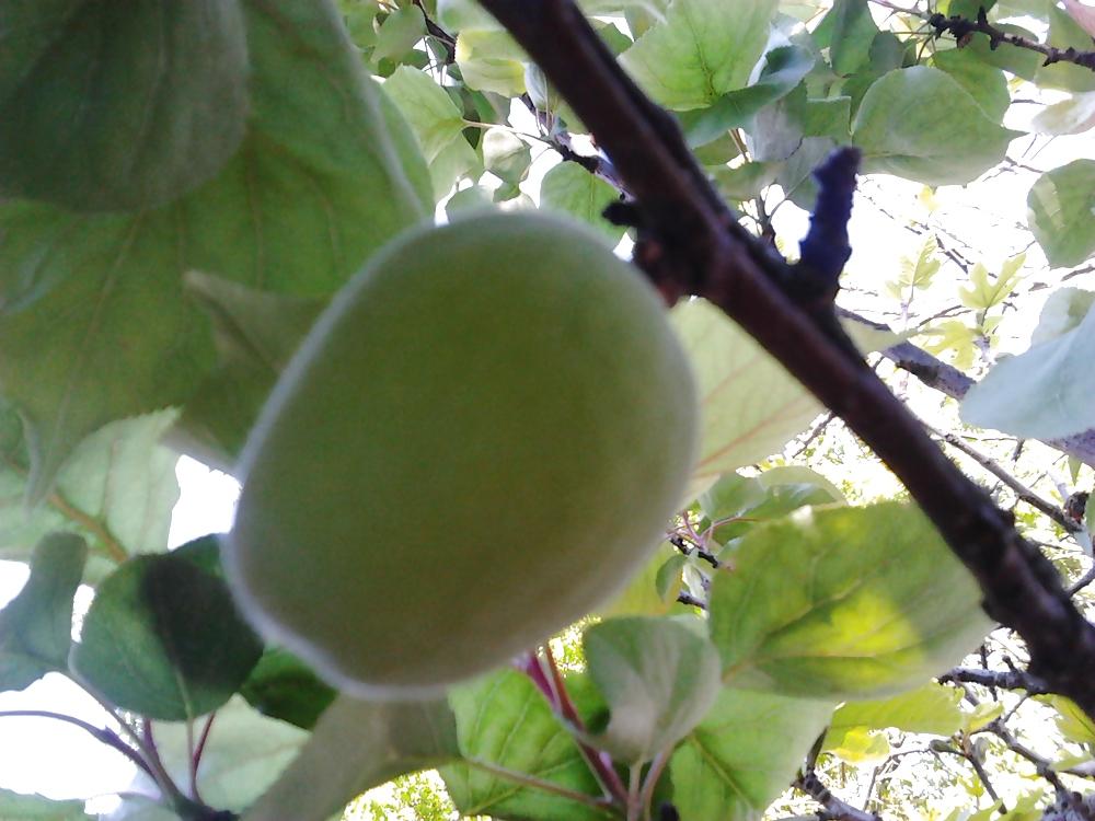 6P After flowering, are fruits, in my garden frutas del jardin