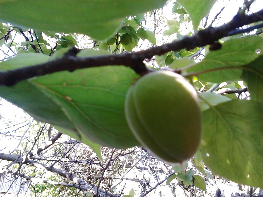 6P After flowering, are fruits, in my garden frutas del jardin