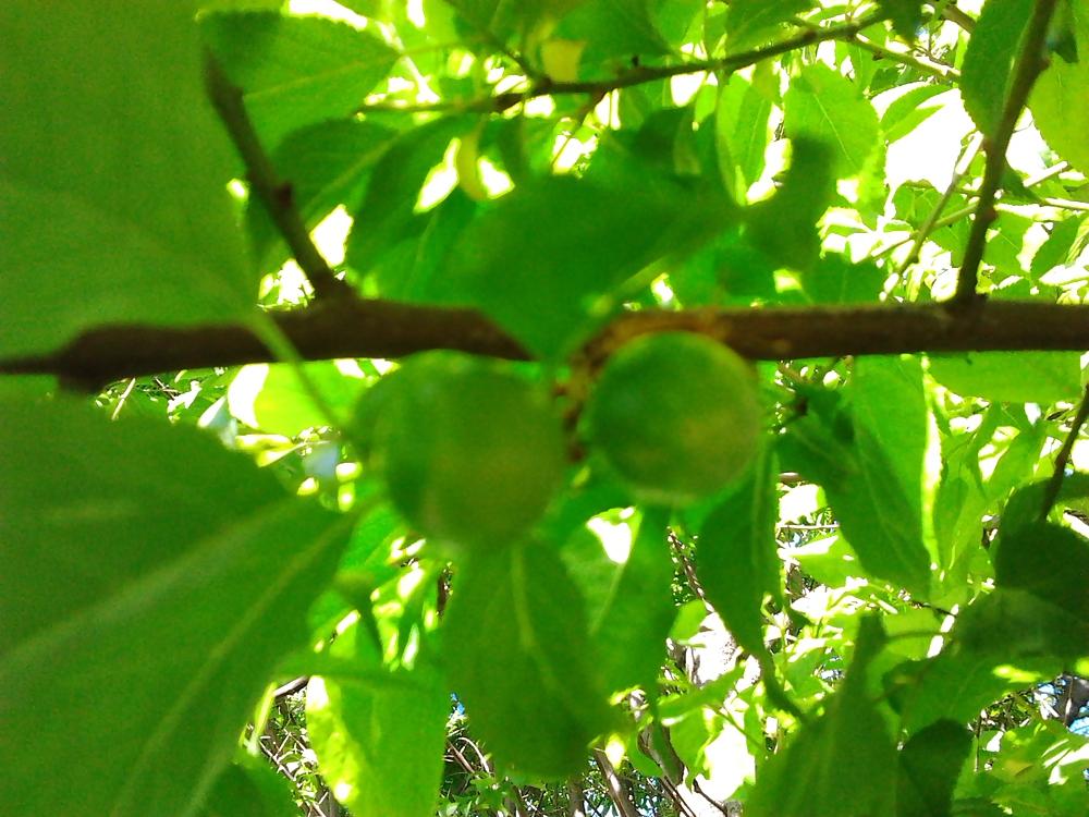 6P After flowering, are fruits, in my garden frutas del jardin