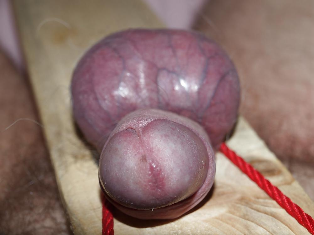 8P Small cock on a board 2