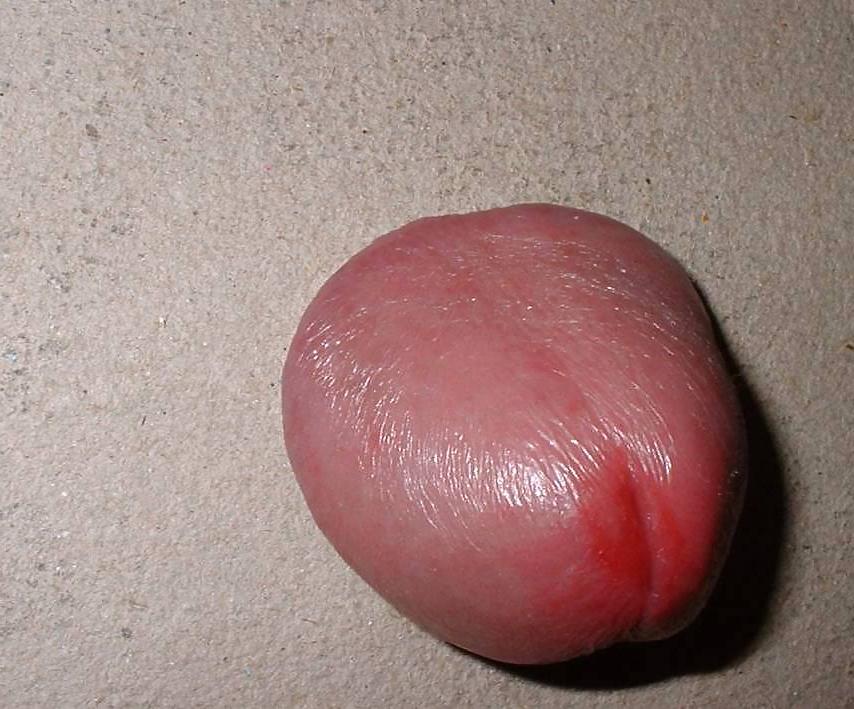21P CBT