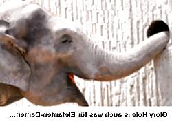 5P Irre witzige Bilder