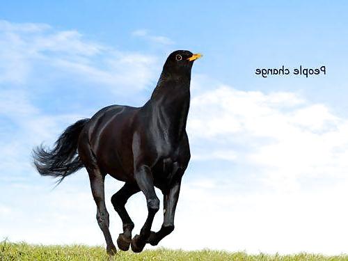 23P I AM A GAY FGT