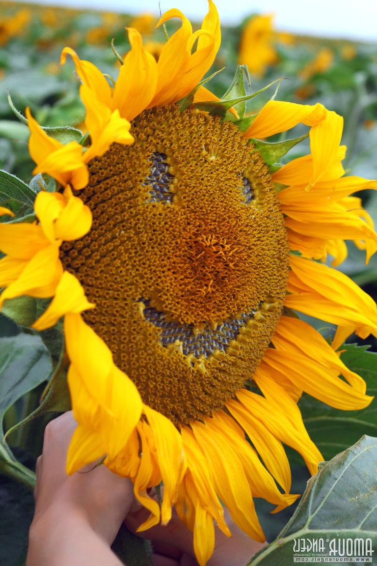 20P Beautiful teen Vanessa Sky strips down to her pigtails in the sunflower garden